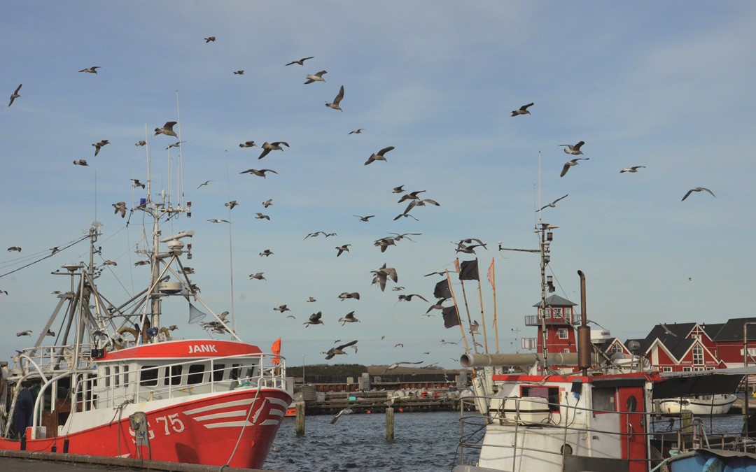 Fiskefartøjer I Havn