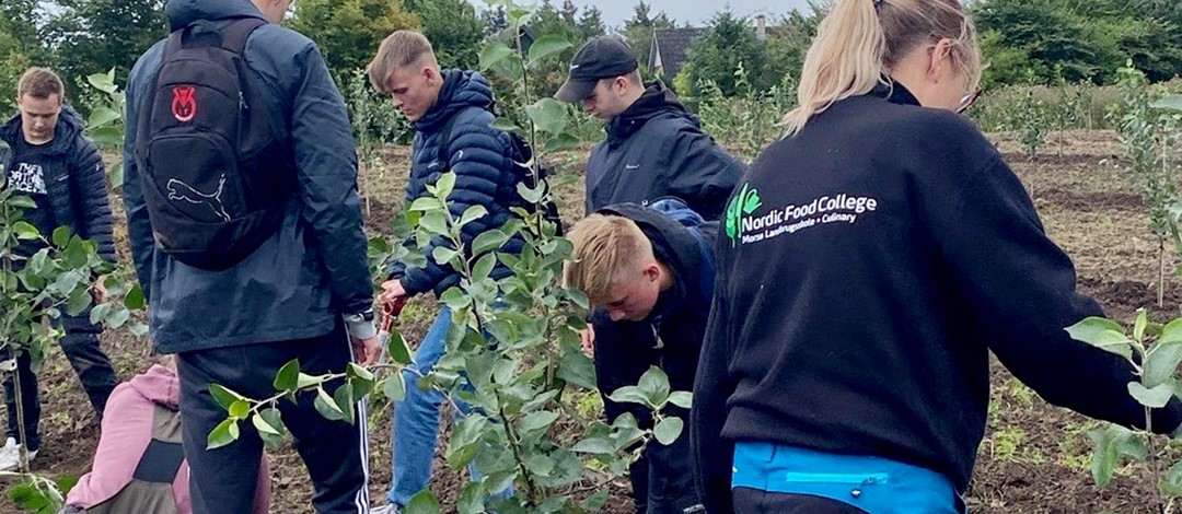 Plant Et Æbletræ01